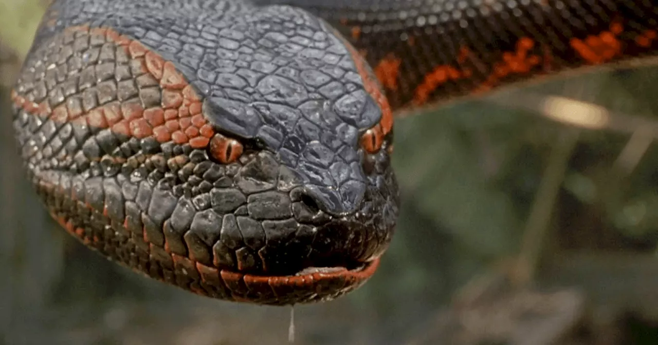 Anaconda Release Date Set for Jack Black & Paul Rudd’s Meta Reboot