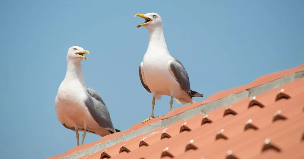 East Ayrshire resident slapped with ASBO for feeding birds with stale bread