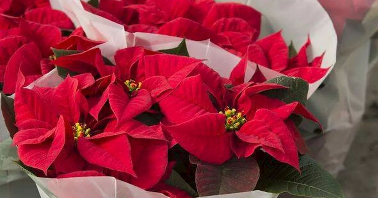 Keep poinsettias alive all year with expert's monthly task to help 'growth'