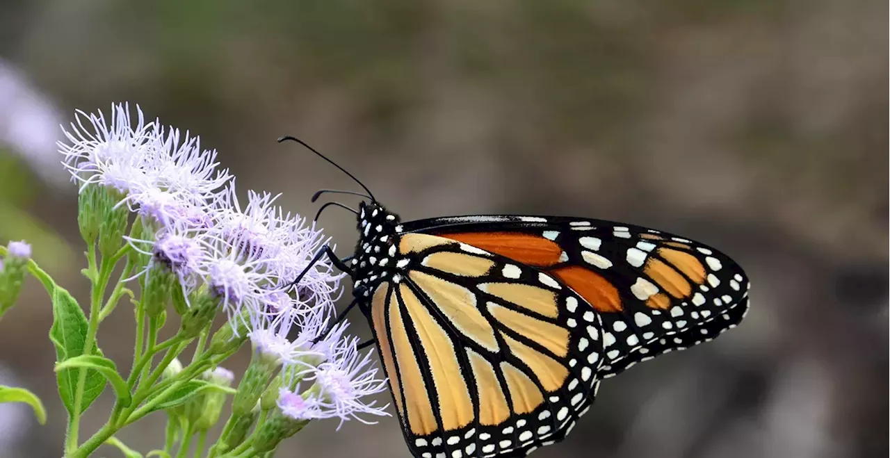 Federal Government Moves To Protect Monarch Butterflies, Not All Texans Agree