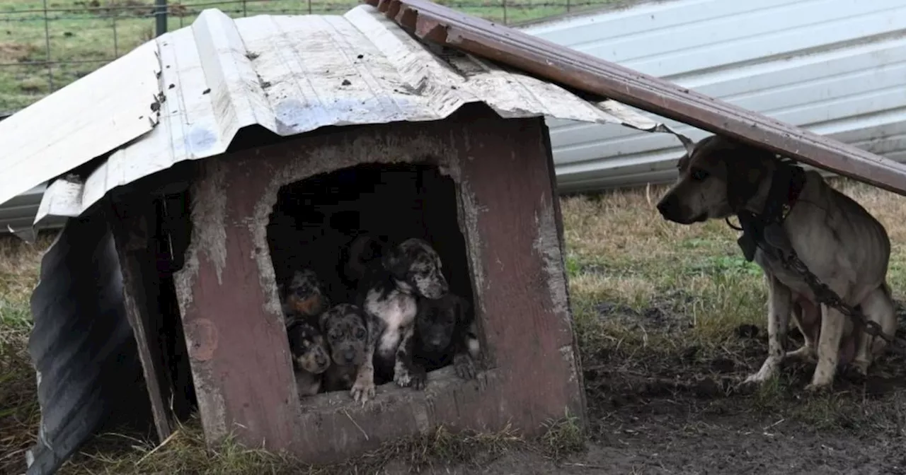 Nearly 140 animals rescued from suspected Texas dog fighting ring