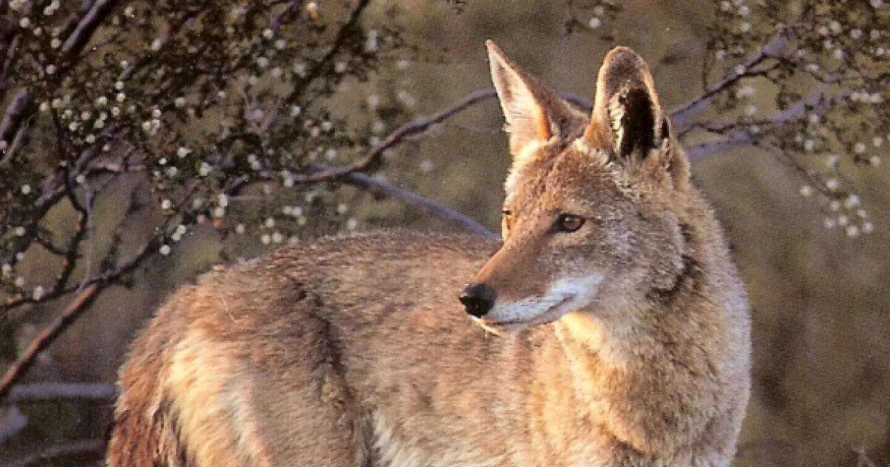 Coyote That Attacked Colorado Girl Found, Trapped