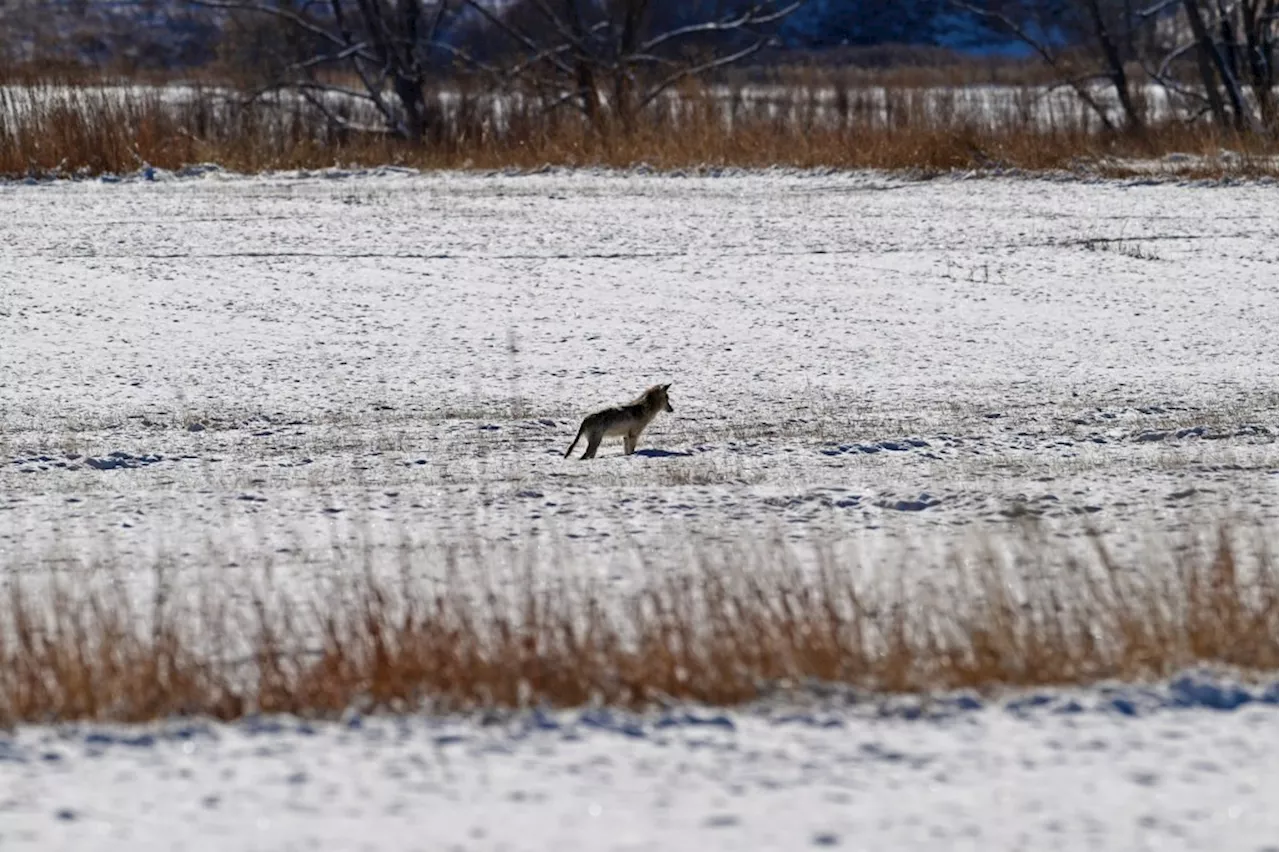 Colorado parks officers kill coyote suspected of Thanksgiving attack on 4-year-old