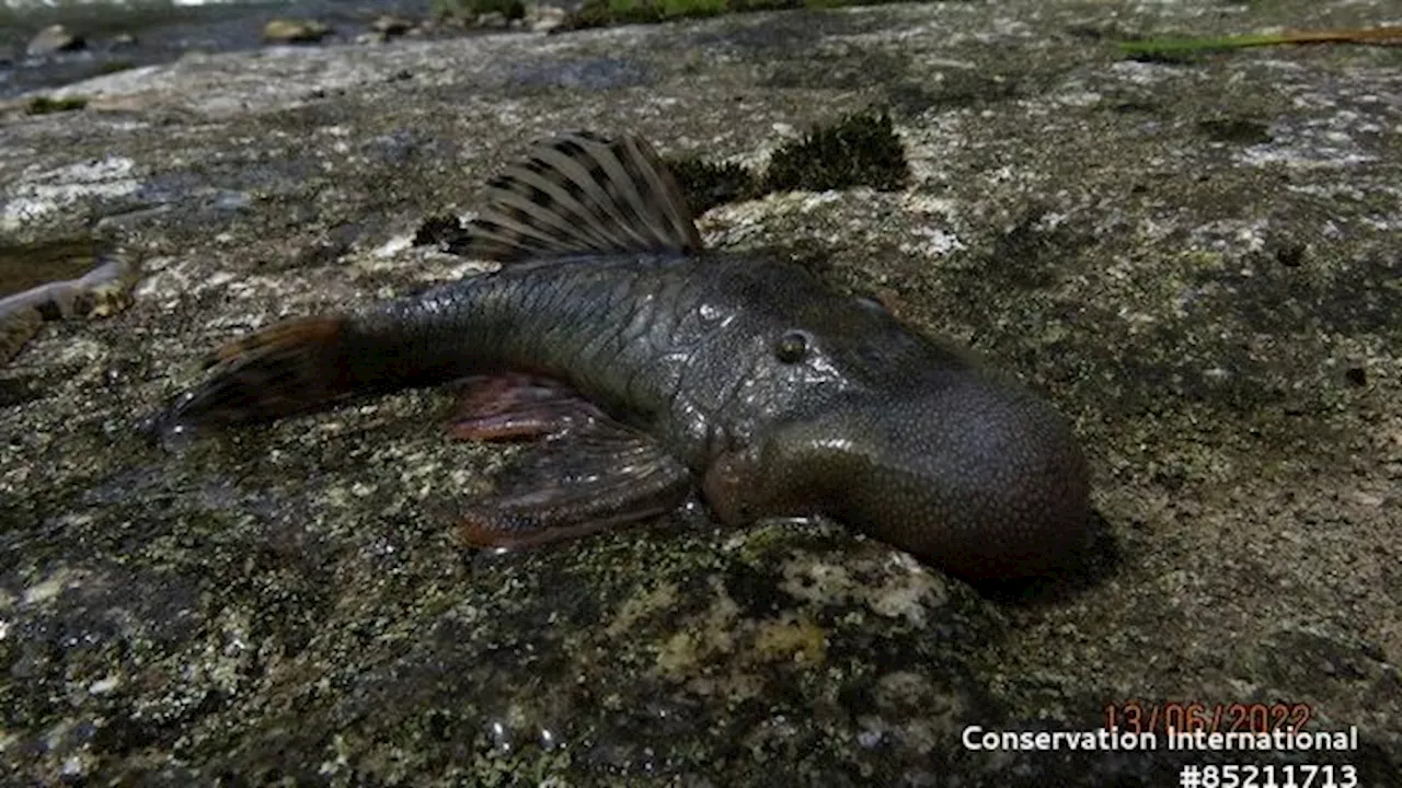 In Perus Regenwald: Tropfenkopffisch, Amphibienmaus – neue Arten faszinieren Tierschützer