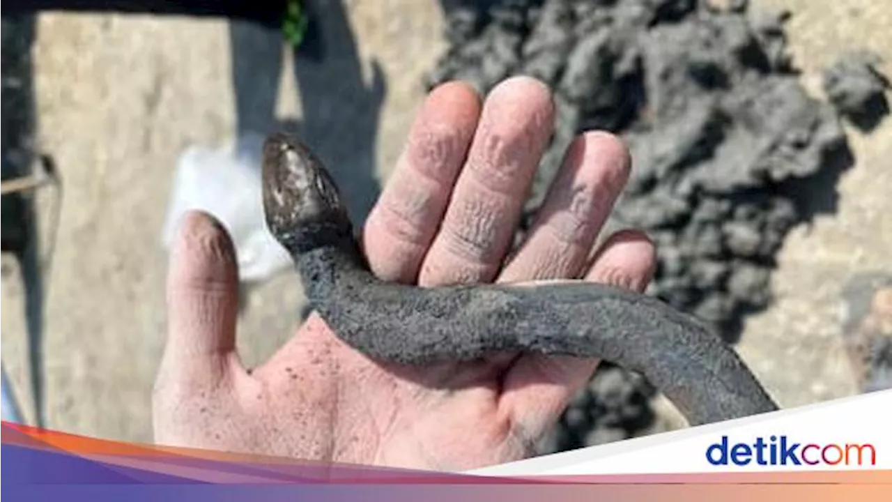 Ada Harta Karun Ular Perunggu di Situs Pemandian, Diyakini Peninggalan Bangsa Ini