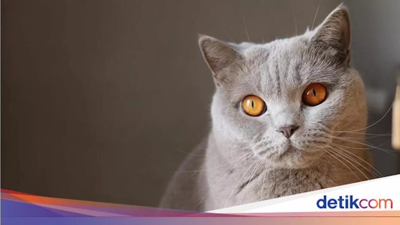 Asal-Usul Kucing Sebagai Teman Manusia