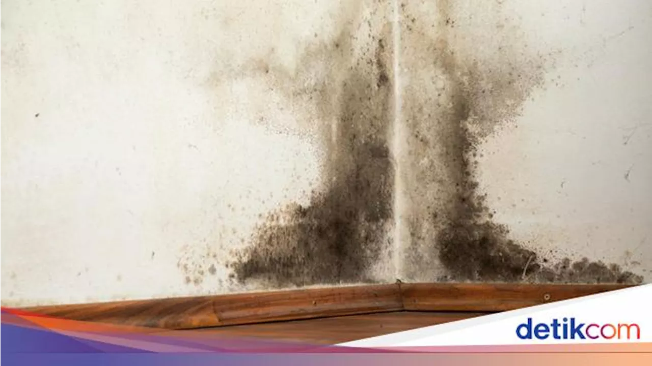 Jamur di Dinding Rumah Saat Musim Hujan