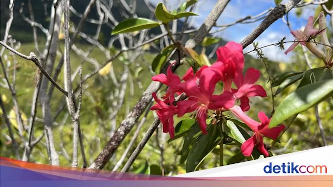 Spesies Bunga Rhododendron mulyaniae, Harapan dan Ancaman di Tengah Keindahan Papua