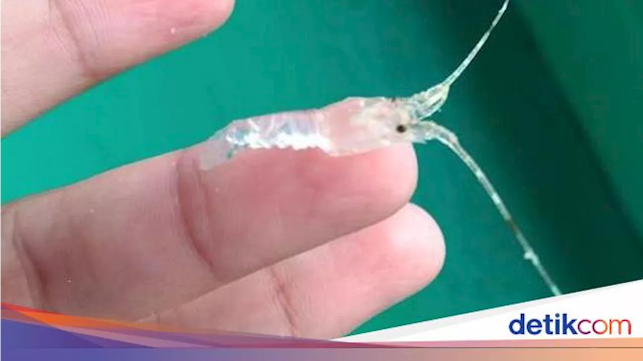 KKP Targetkan Tangkap Dalang Penyelundupan Benih Lobster Awal 2025