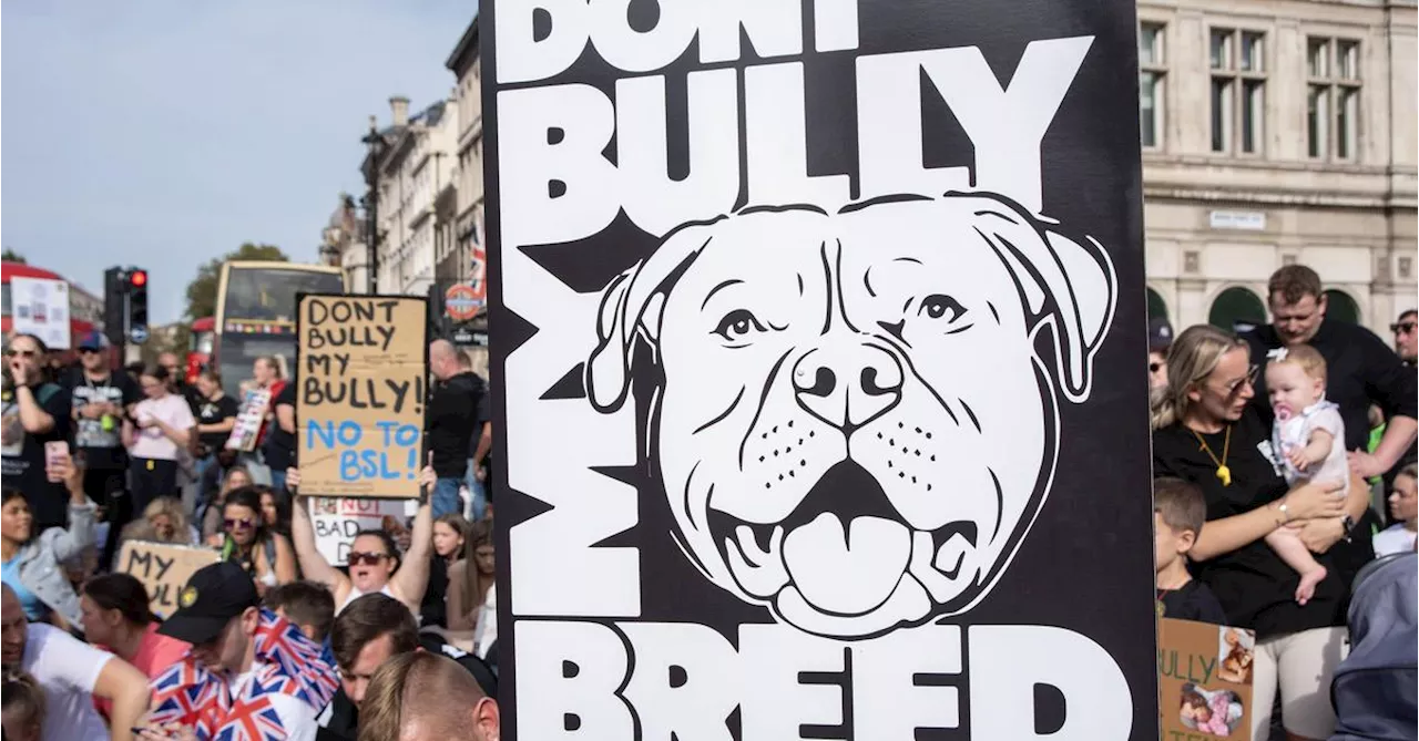 Verbot von XL-Bully-Hunden in England und Wales: Steigende Einschläferungen, kein Rückgang der Angriffe