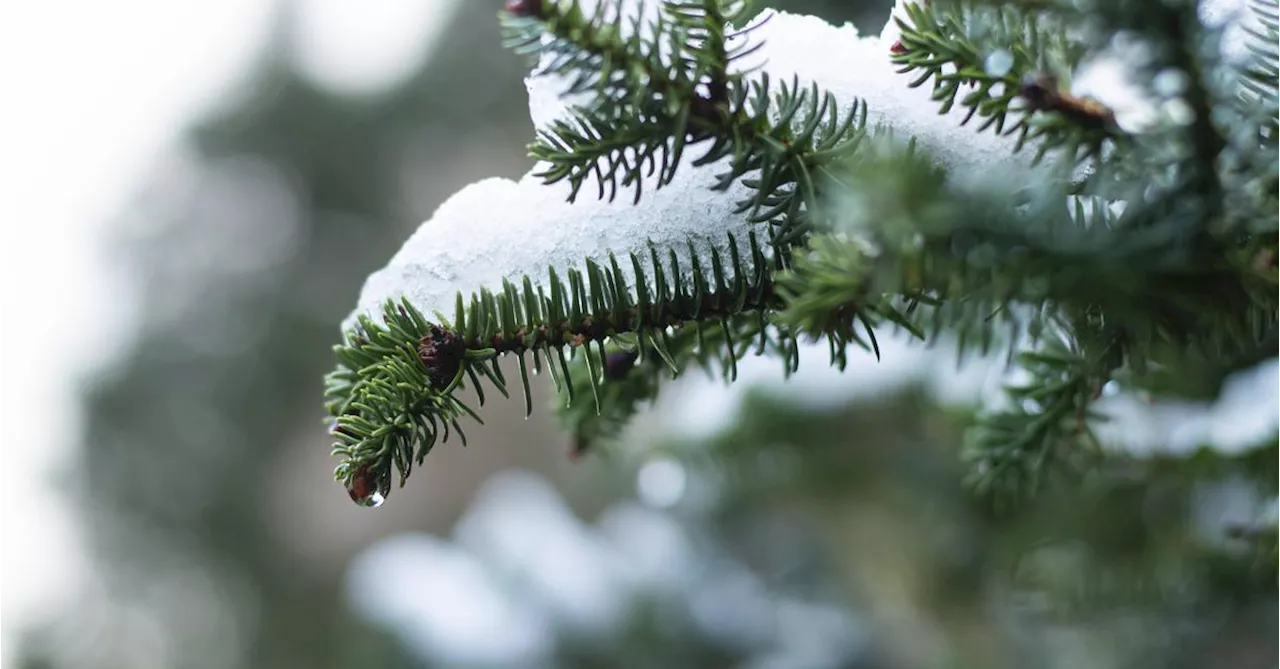 Weihnachtlicher Schnee in Österreich erwartet