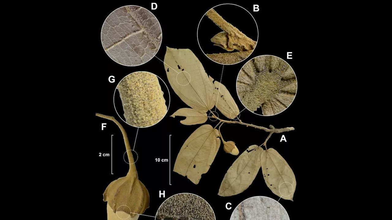 Describen nuevas especies de árboles para la ciencia: tres de Panamá y tres de Colombia