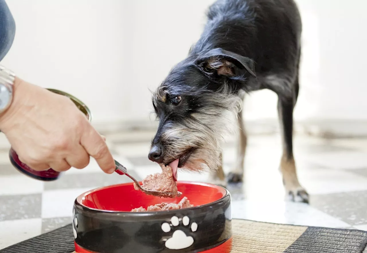 Rückruf Hundefutter: Bekannte Marke warnt vor bestimmten Chargen