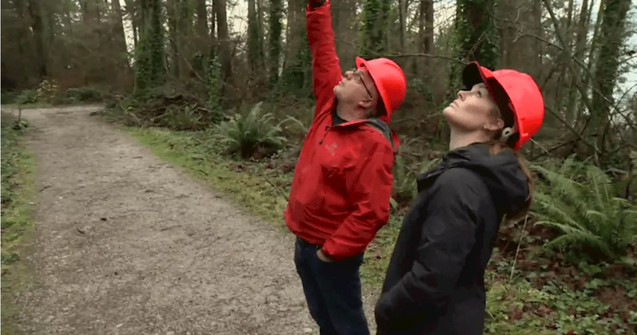 Forestry Consultant Explains Stanley Park Tree Removal for Public Safety