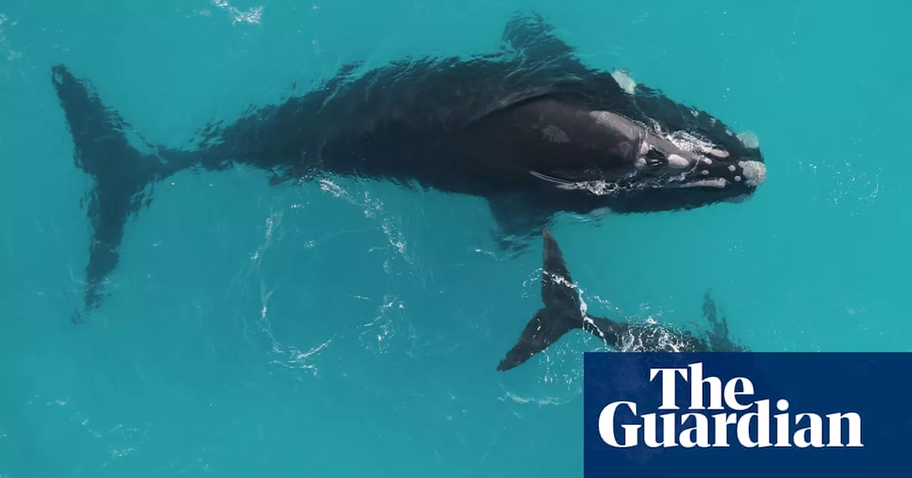 One in 10 southern right whales alive in 1893 could still be swimming today, study finds