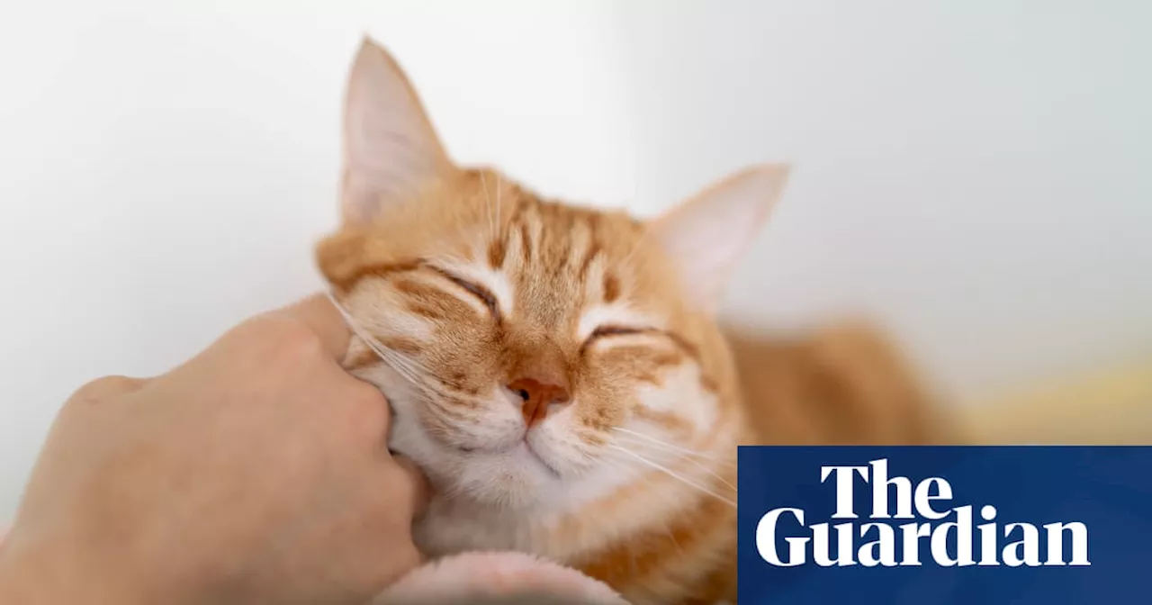 Science-Backed Tips for Improving Your Cat's Life