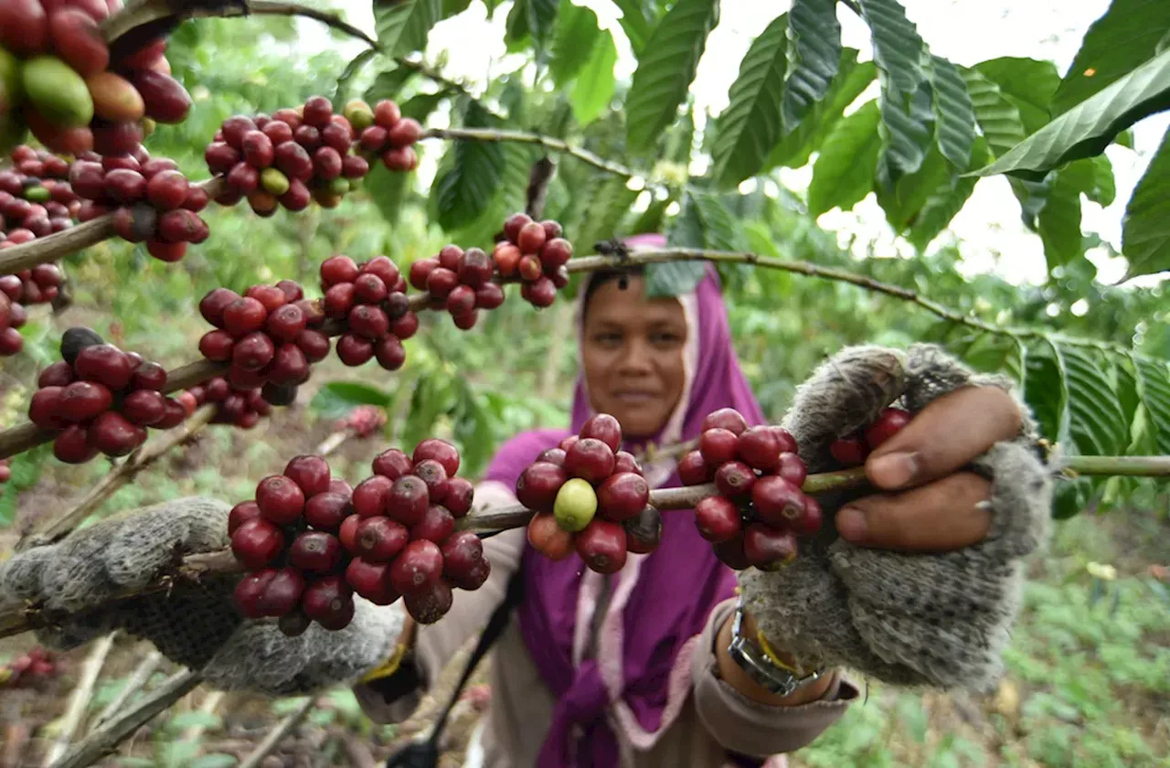 Akankah Berkah Kenaikan Harga Kopi Robusta Jilid II Kembali Dinikmati Petani?