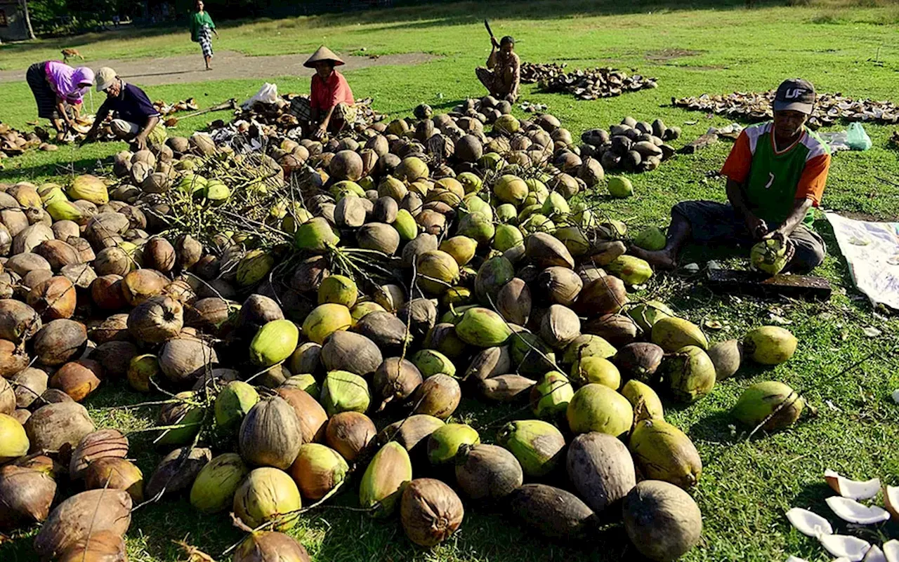 Kementan: Neraca Kelapa Masih Surplus, Pembatasan Ekspor Perlu Kajian