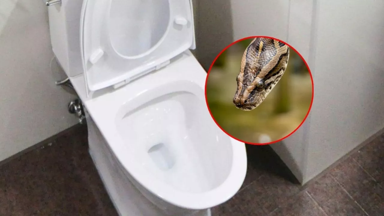 Una serpiente oculta en la taza de un baño muerde a una mujer en Texas