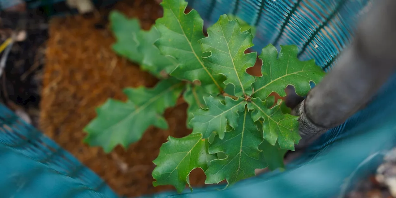 Mancanza di alberi in Italia: i vivai si svuotano per il PNRR