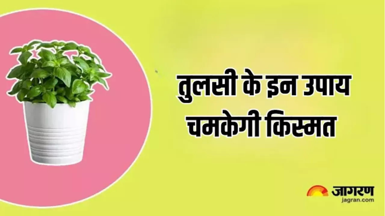 New Year 2025 Tulsi Upay: नए साल के पहले दिन तुलसी में बांधे ये चीजें, खुशियों से भर जाएगा जीवन