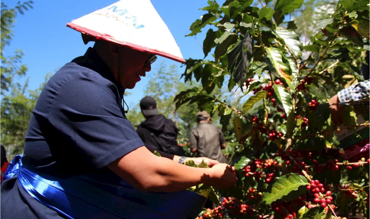 Dukung Industri Kopi Nasional, BNI Gandeng PMO Kopi & Kakao Nusantara