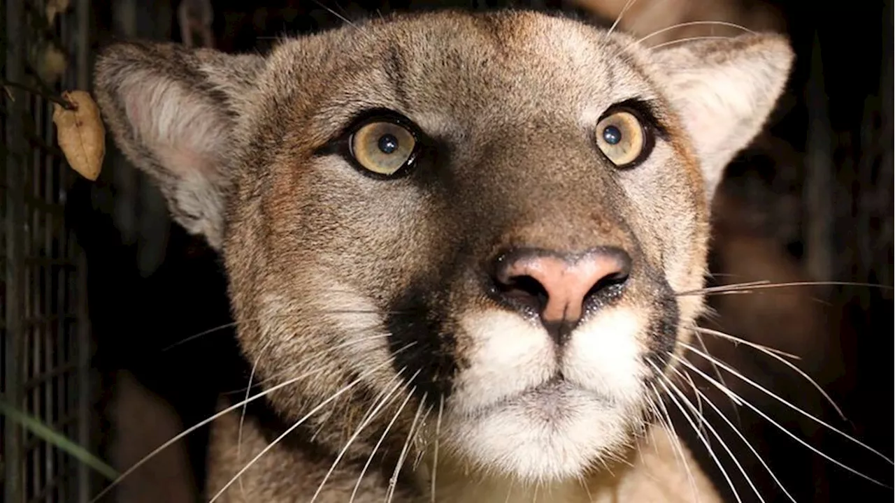 2 cougars, raccoon in Washington recently diagnosed with bird flu