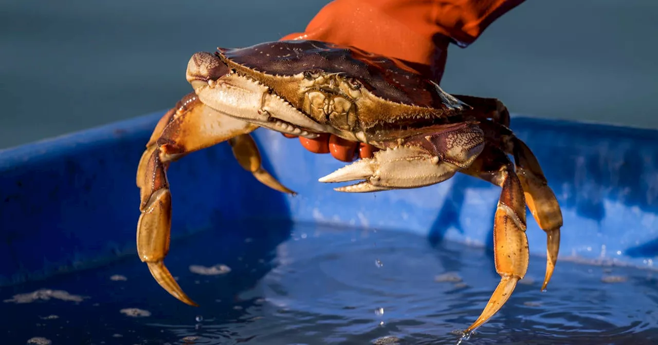 California commercial Dungeness crab fishing season finally gets opening date