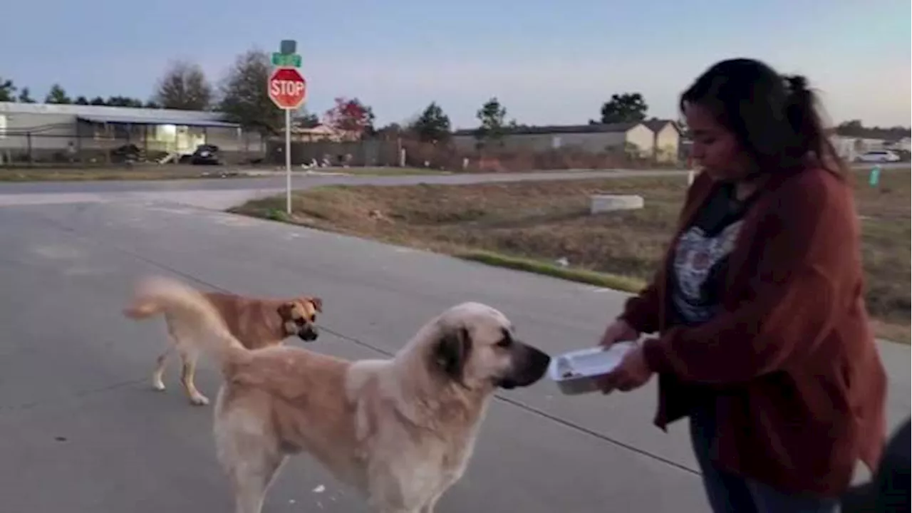 Dog Rescuers Show Deven Clarke Scope of Stray Problem in Liberty County