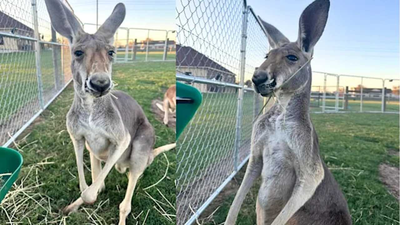 Missing kangaroo named Rowdy escapes in Sealy near I-10, owner pleads for help