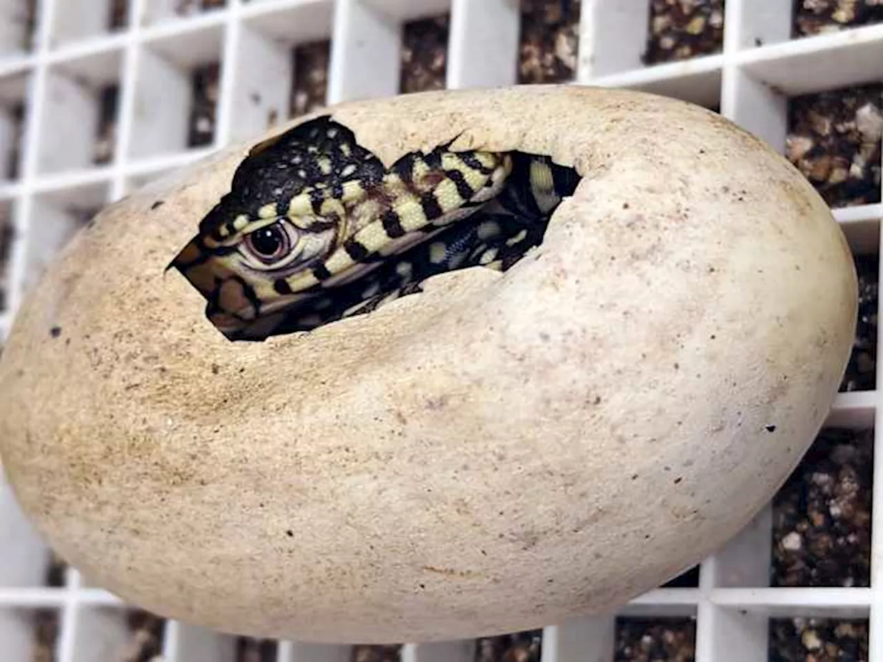 Two Perentie Lizards Hatch at Los Angeles Zoo