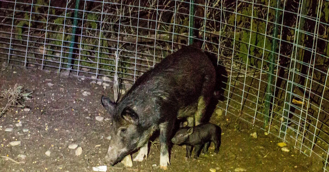 The City of Kyle seeing increase in feral hog sightings. Here's what to do if you encounter one.