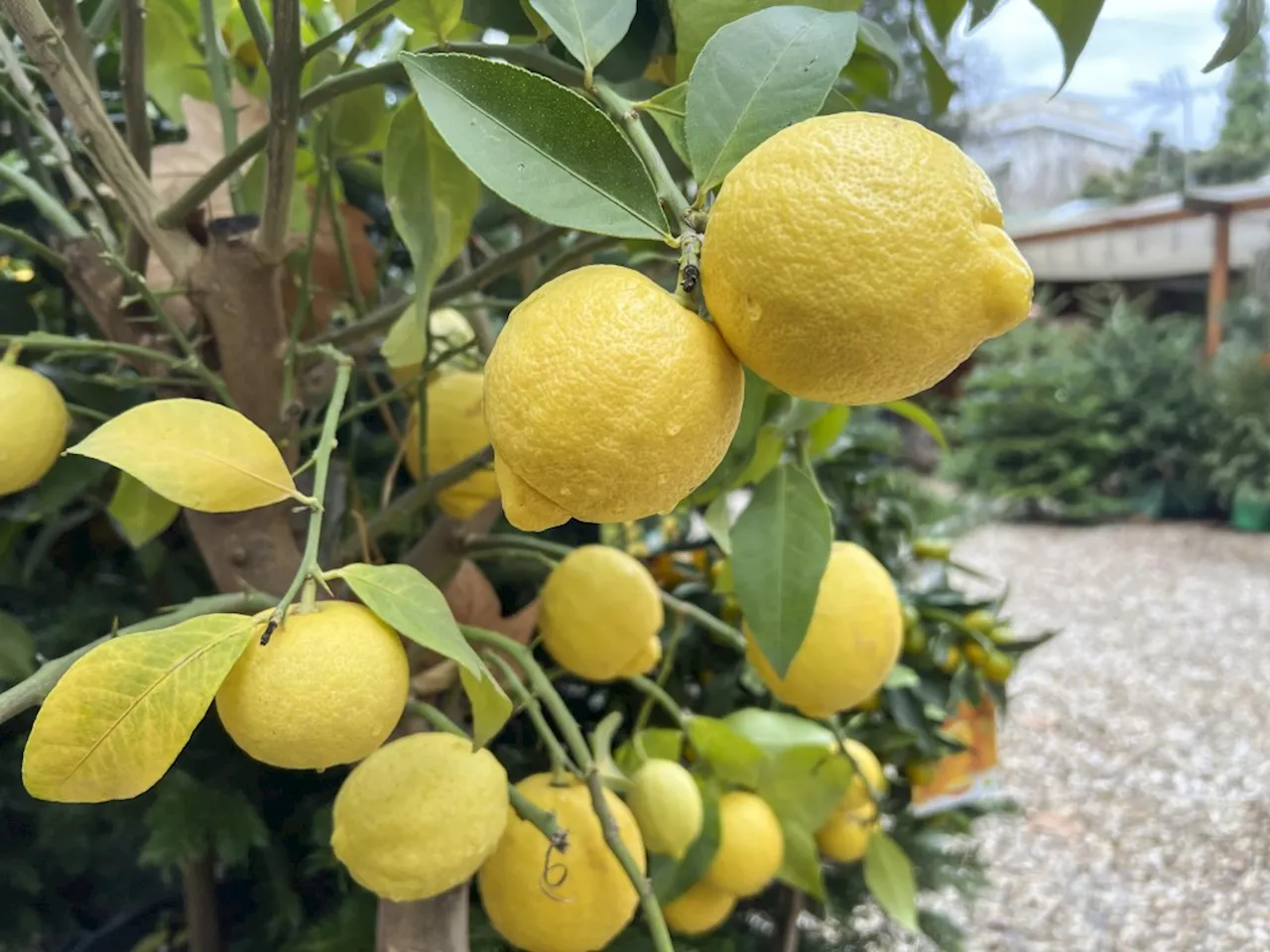 Why now is the time to harvest this citrus fruit from your trees