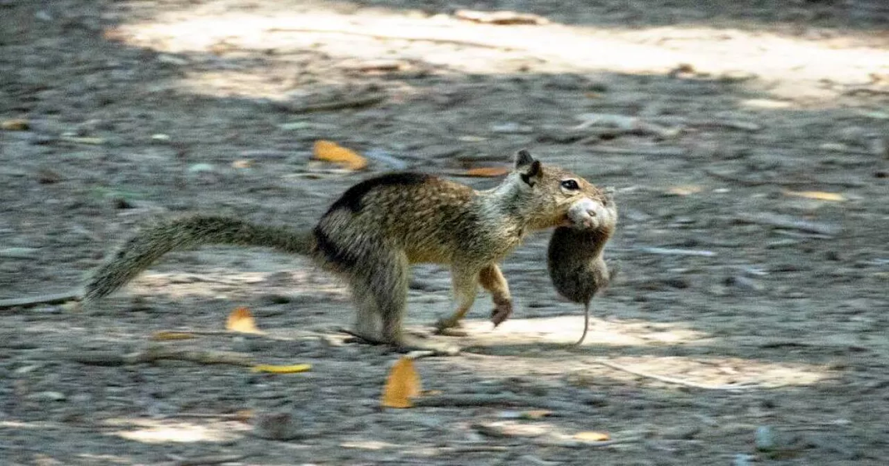 Researchers find vole-munching squirrels in East Bay park