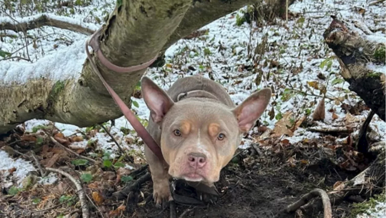 Il miracolo di Nala, il cane abbandonato nel bosco legato a un albero