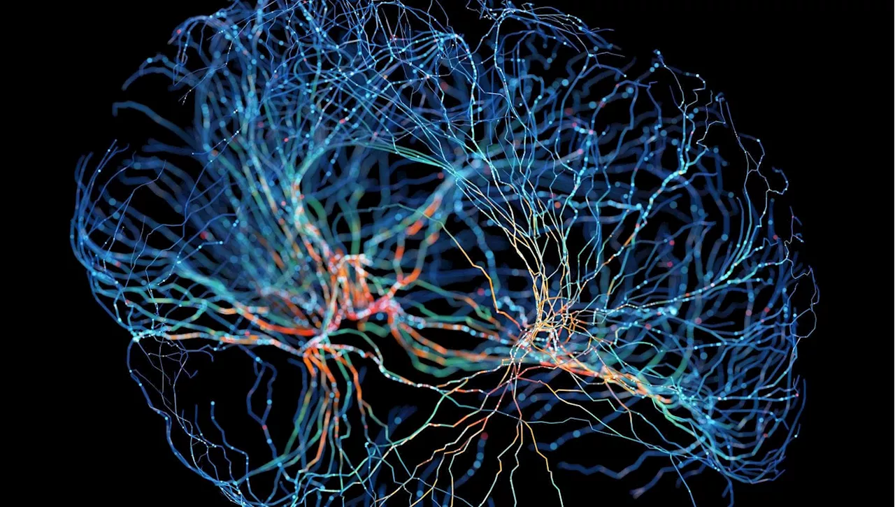 Nel cervello la possibile chiave per sviluppare nuove strategie anti obesità