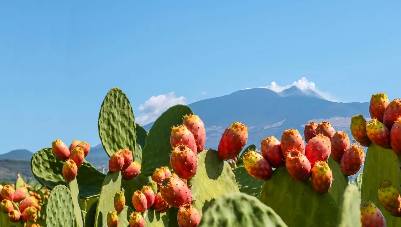 Paradiso del Gusto: La Sicilia celebra la sua Enogastronomia