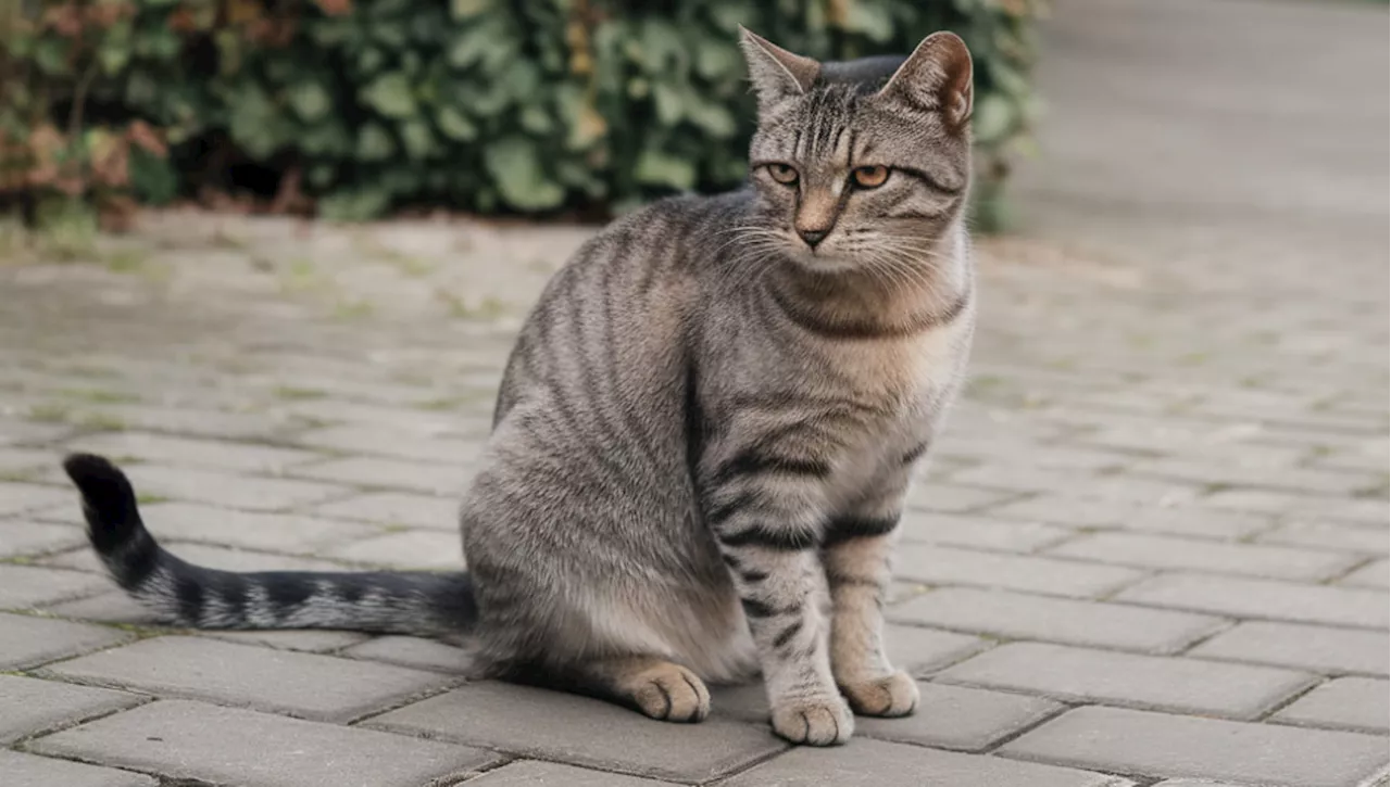 Riconciliazione Inaspettata: Gatto Ritrovato Dopo Anni