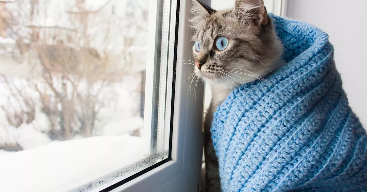 Le Froid et Les Chats : Quelles Races Sont les Plus Vulnérables ?