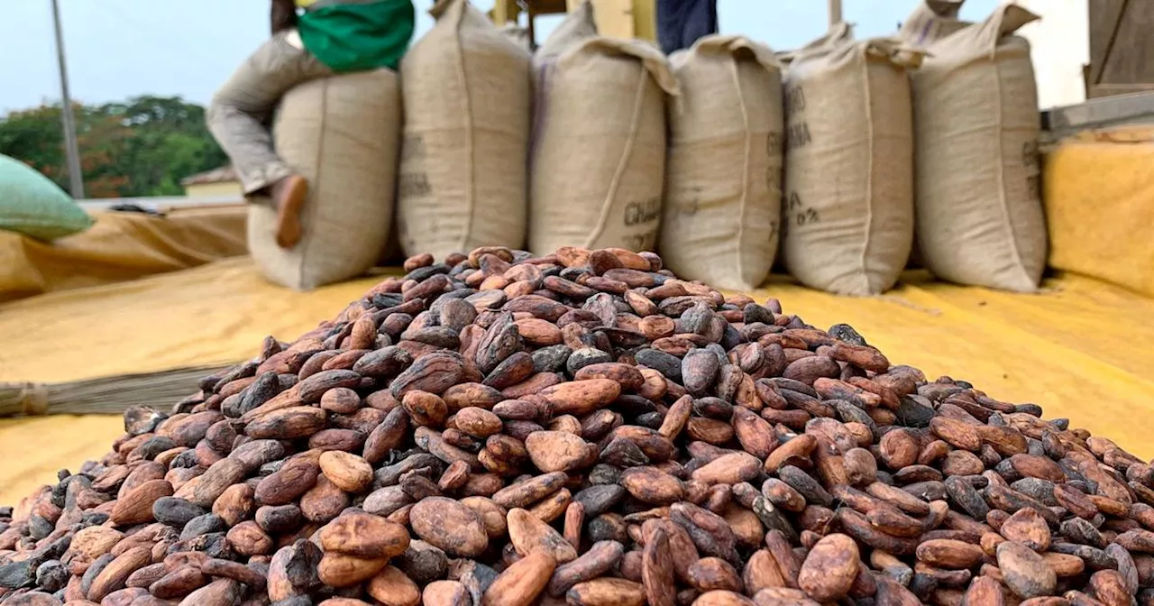 Matières premières : le cacao a atteint de nouveaux sommets, à plus de 12.900 dollars la tonne