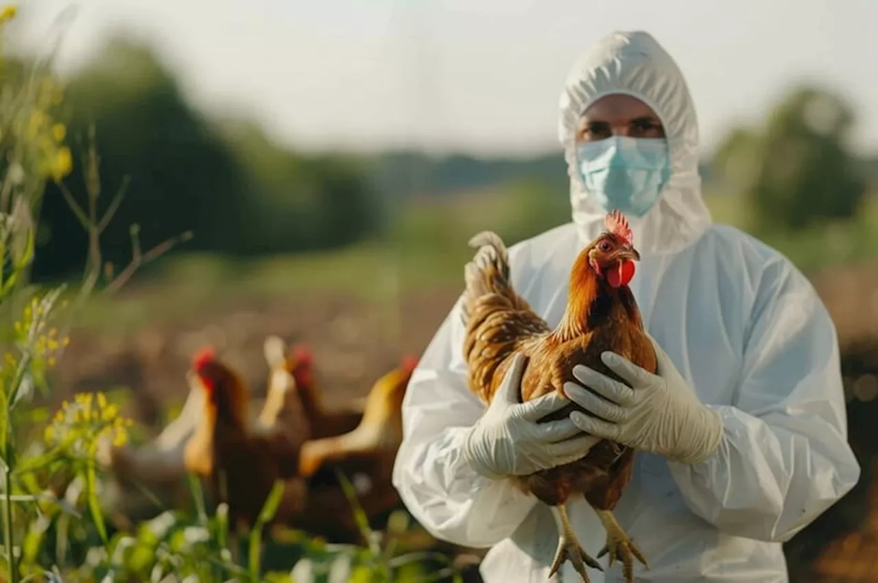 Flu Burung H5N1: Ancaman Kesehatan Global