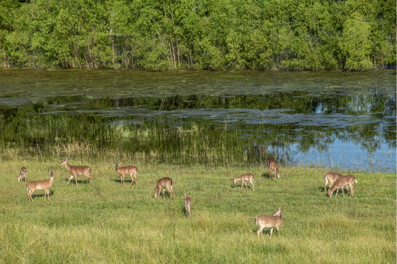 Debate over deer-dog hunting in Mississippi continues after Supreme Court ruling