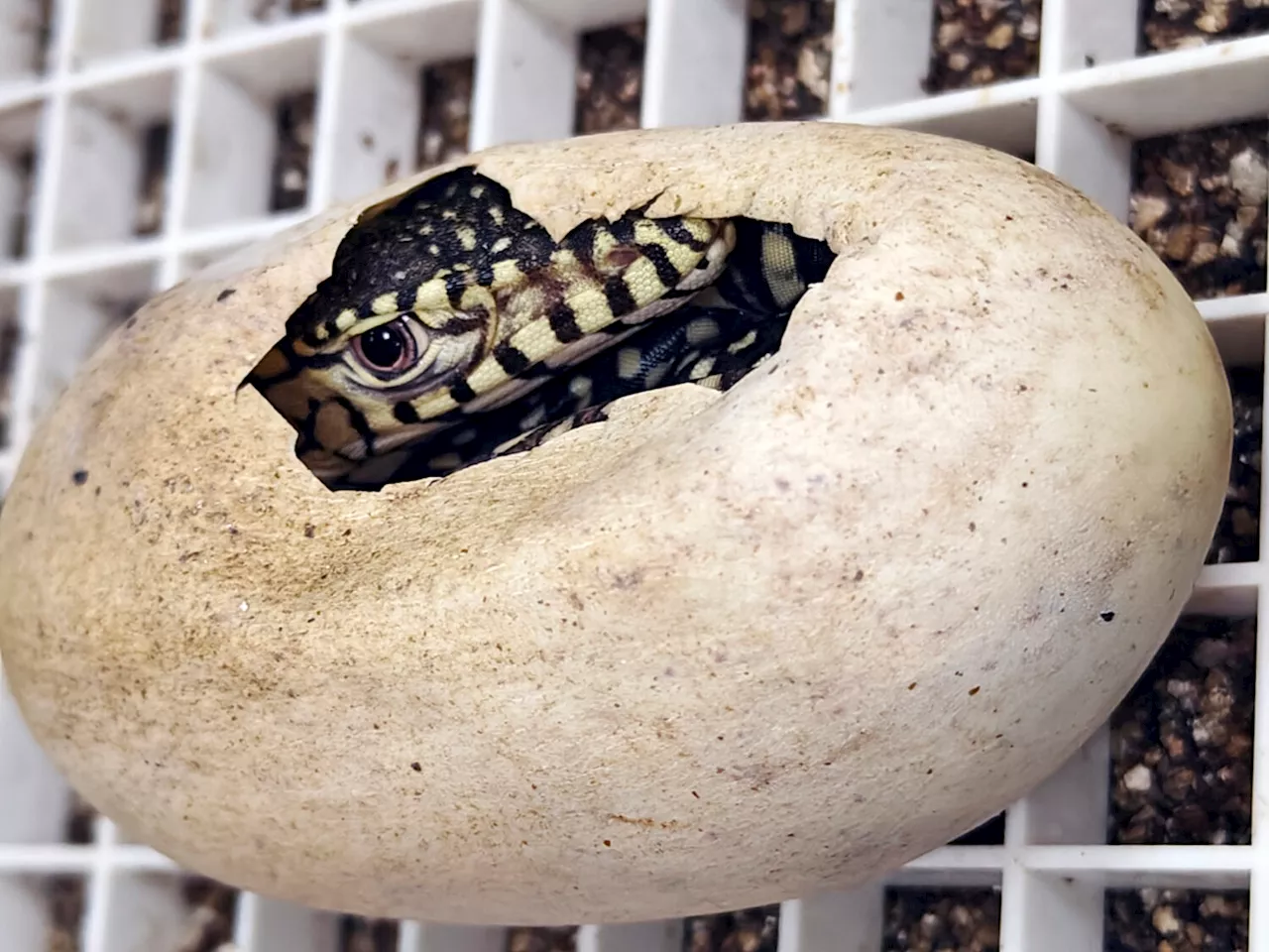 Two Baby Perentie Lizards Hatch at Los Angeles Zoo