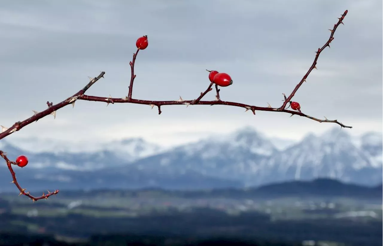 Kaltfront bringt Minusgrade und Schnee in Bayern