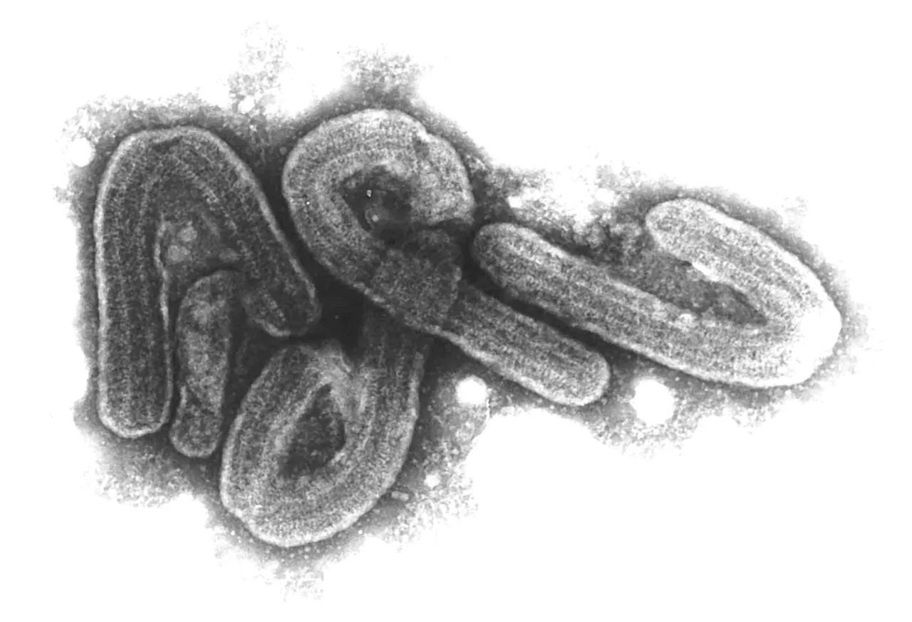 Ruanda erklärt Marburg-Virus-Ausbruch für beendet