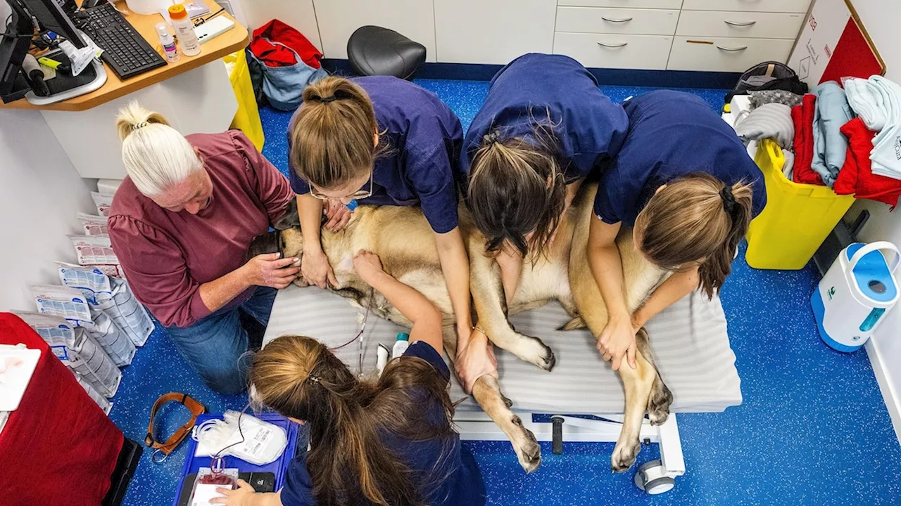 Inside the life-saving world of canine blood donors