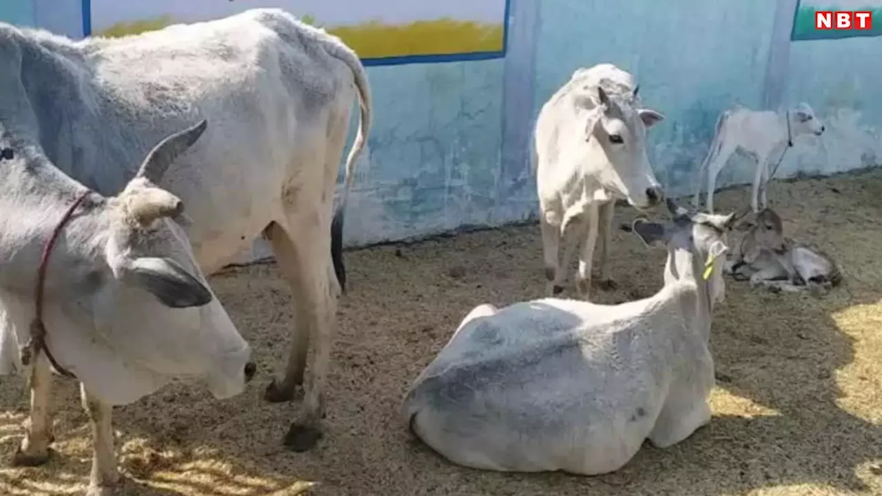 शर्मनाक! गौशाला में मृत पड़ी गाय को नोचकर खा रहे कुत्ते, वीडियो हुआ वायरल तो SDM ने दिए जांच के आदेश