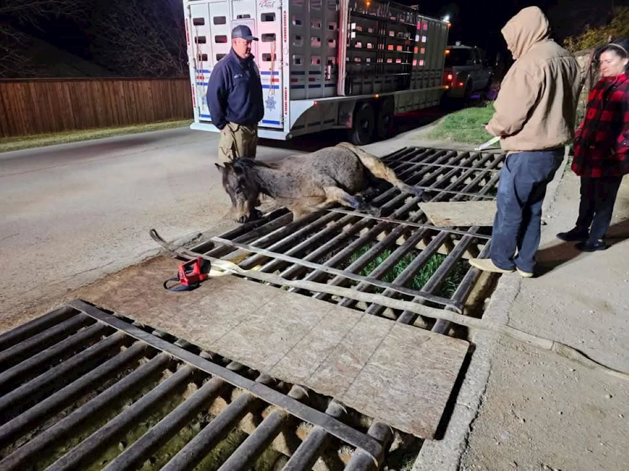 Tarrant County law enforcement rescue horse stuck in cattle guard for hours