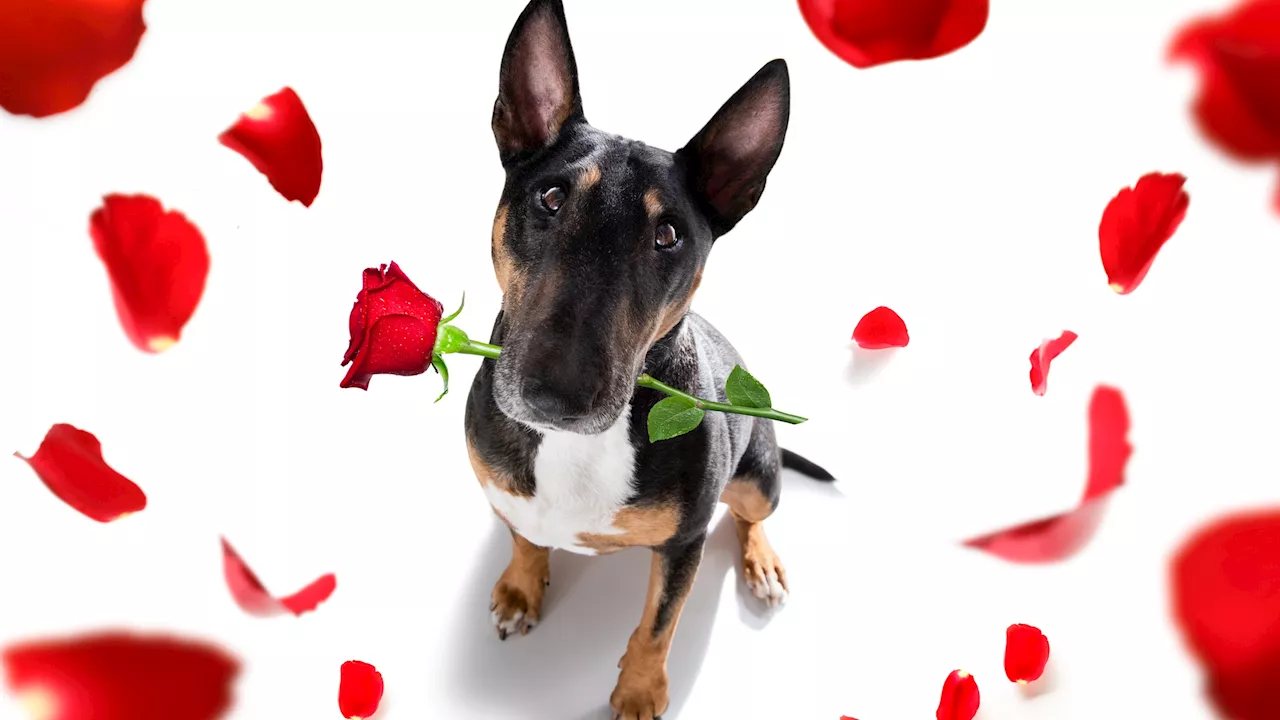 A Rose Parade-inspired pet adoption celebrates ‘Roses and Wet Noses'