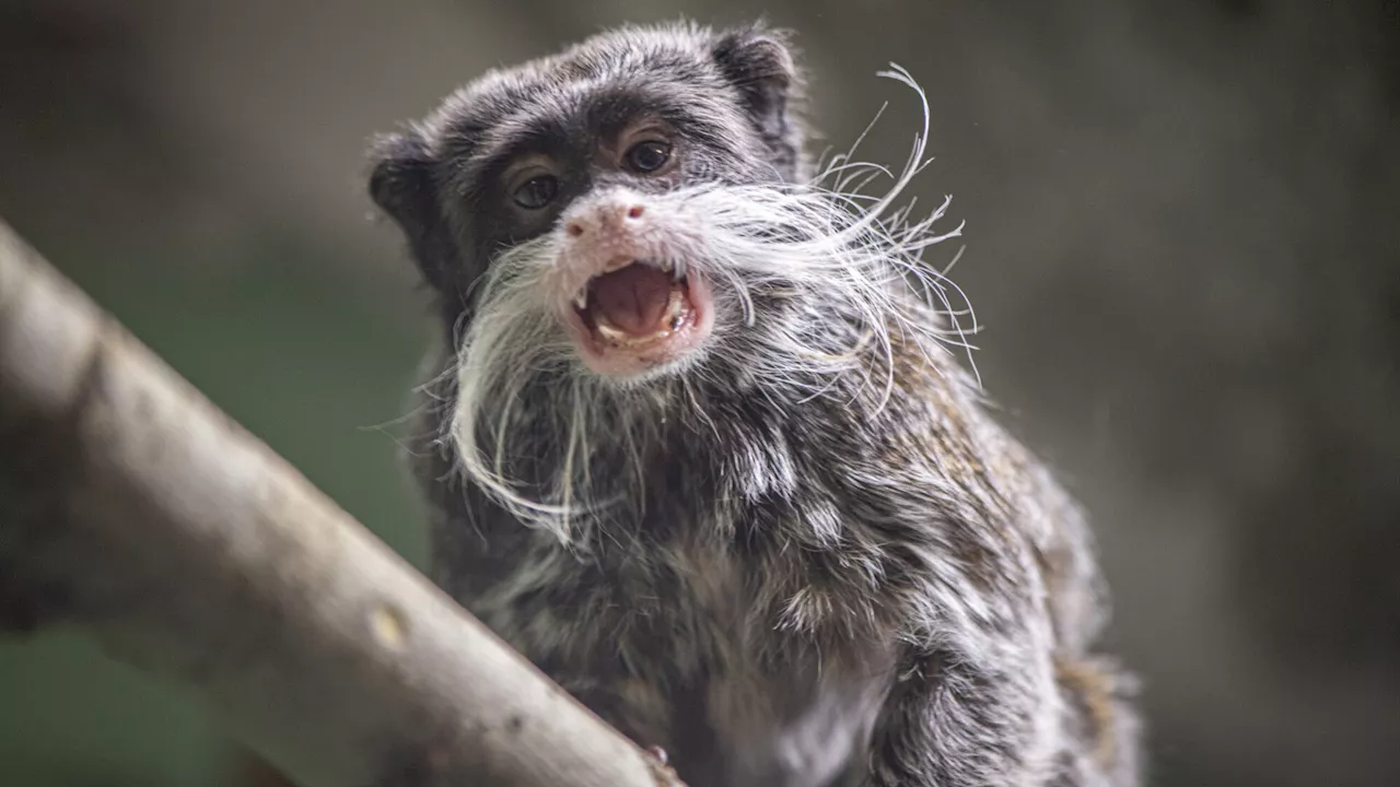 Langenlois: Behörde beschlagnahmte exotische Tiere